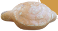 Tortuga de barro