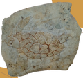 Tortuga de piedra