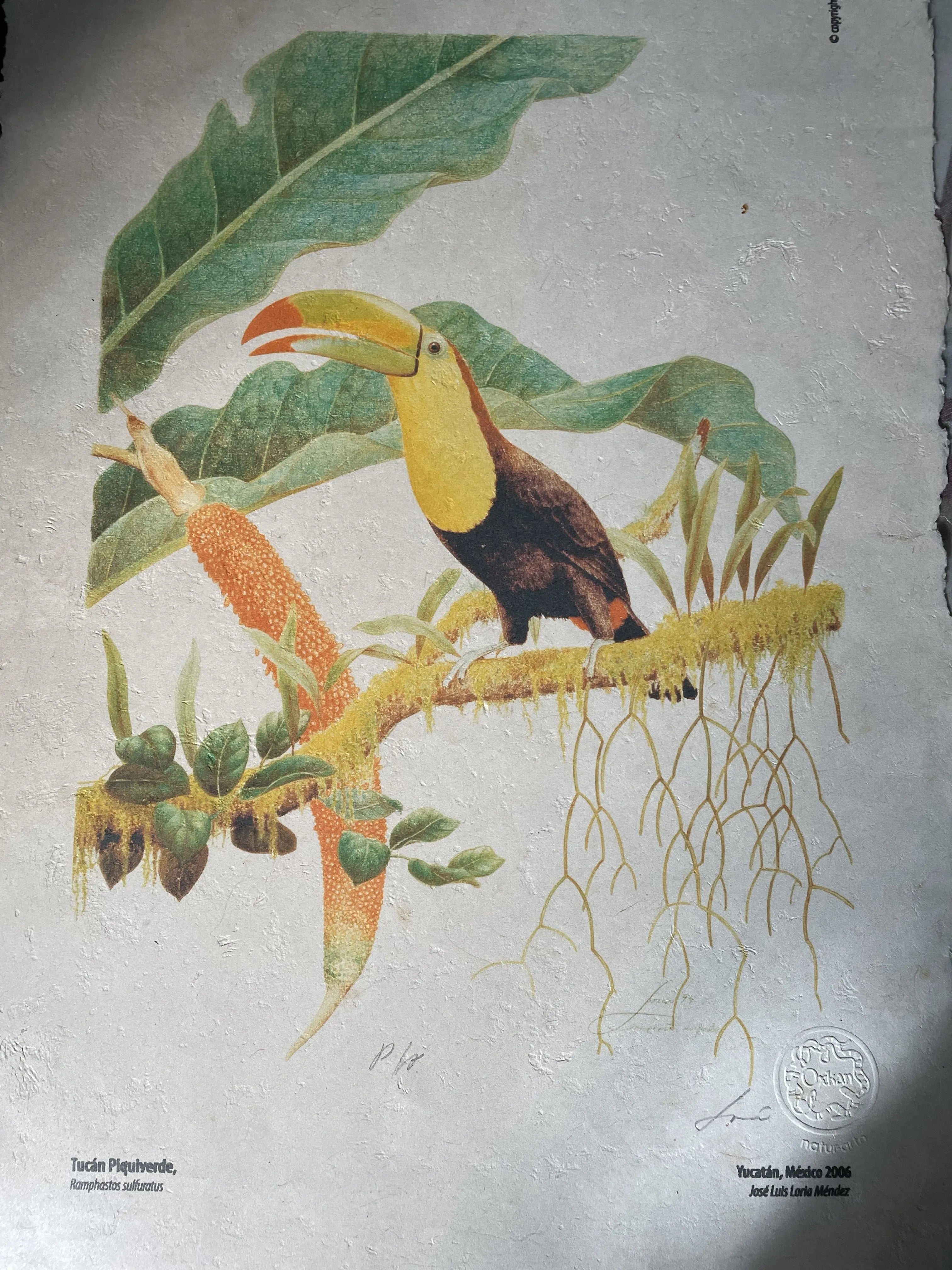 Tucán piquiverde