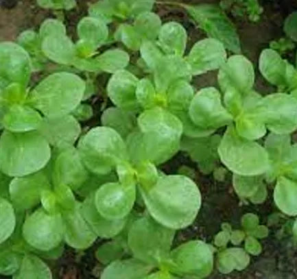 VERDOLAGA