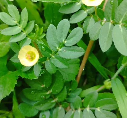 VERDOLAGUILLA
