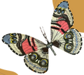 Vanessa virginiensis