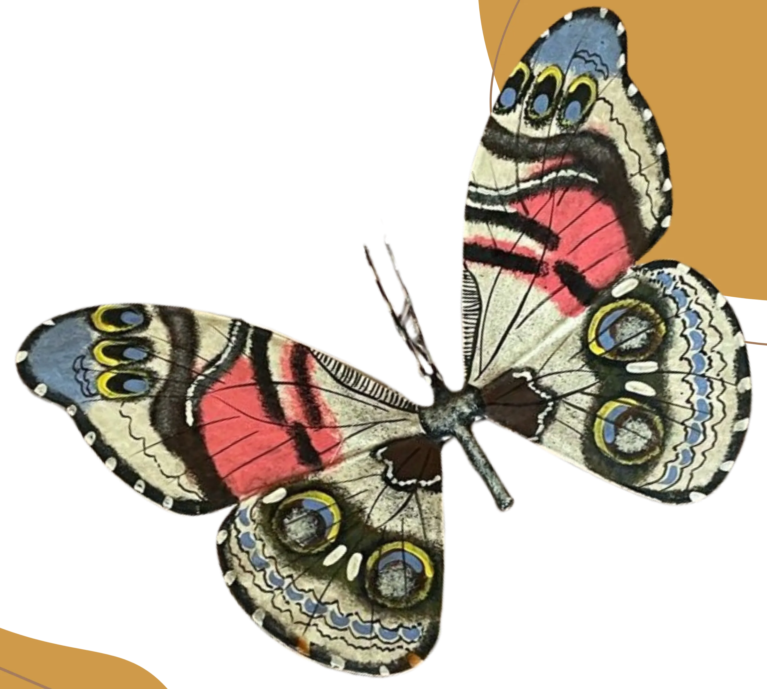 Vanessa virginiensis