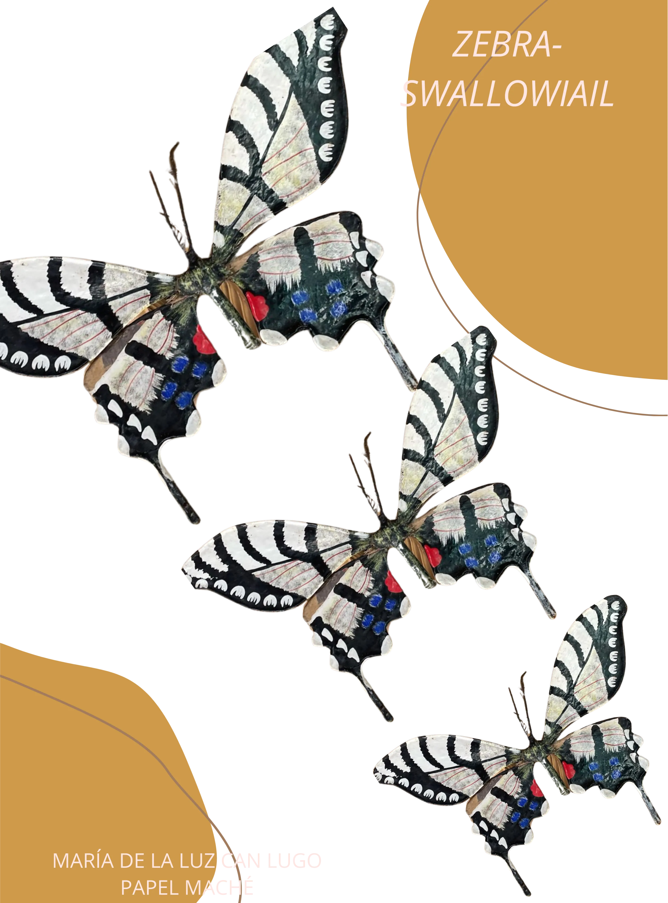 Zebra-swallowiail