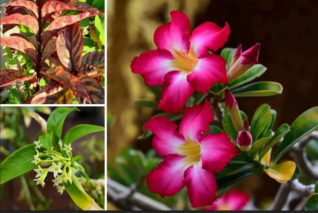 Flores de pitahayas